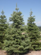 Concolor Fir